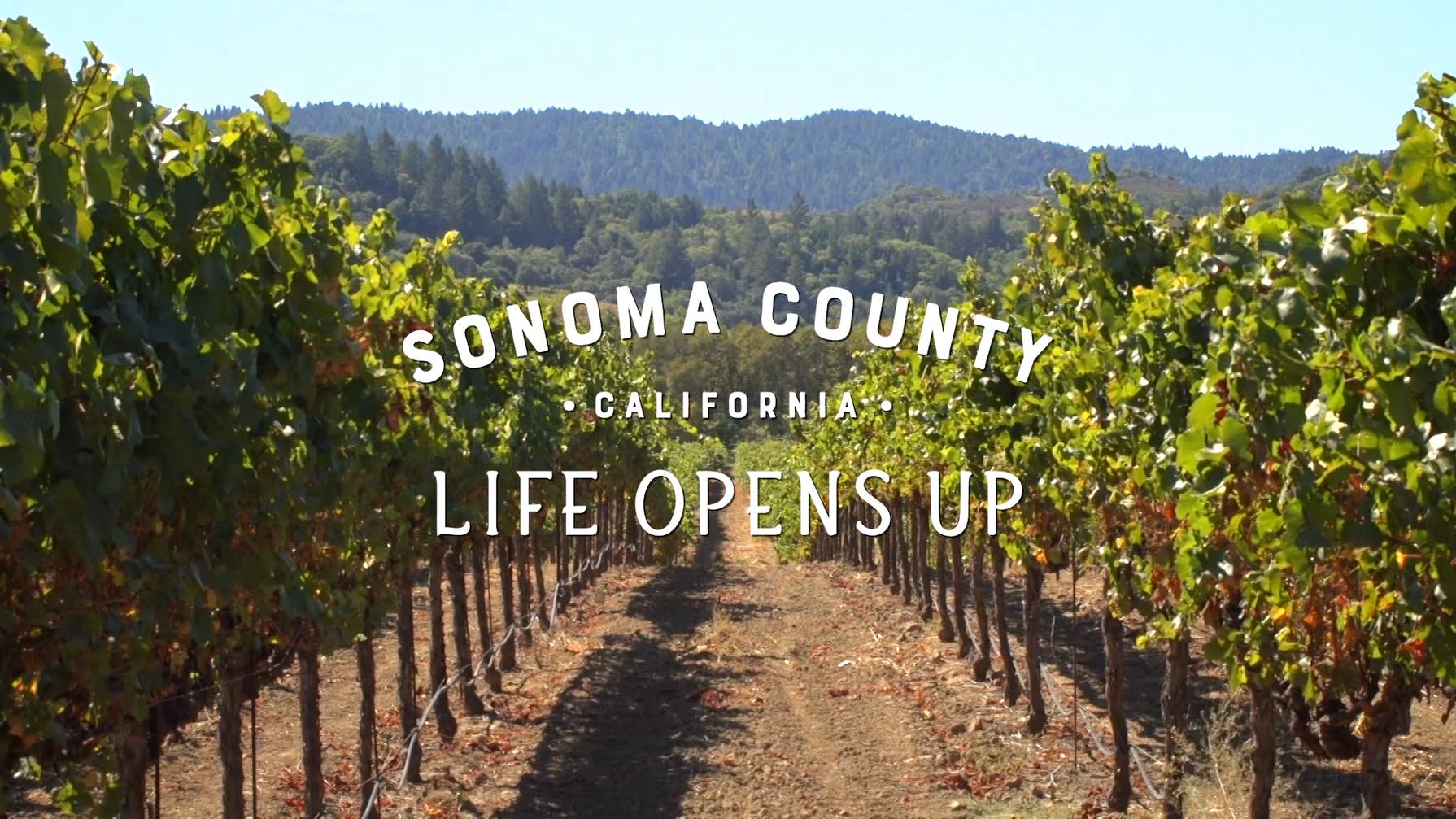 Sonoma County, CA. Life Opens Up. Vineyard with green leaves and grapes and forested hills and mountains in the background.